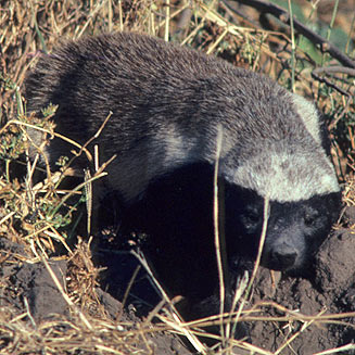 Mellivora capensis (Honey badger)