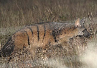 Proteles cristatus (Aardwolf)