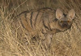 Proteles cristatus (Aardwolf)