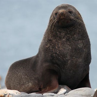 Arctocephalus gazella (Antarctic fur seal)