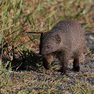 Galerella pulverulenta (Cape grey mongoose, Small grey mongoose)