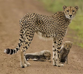 Acinonyx jubatus (Cheetah)