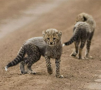 Acinonyx jubatus (Cheetah)