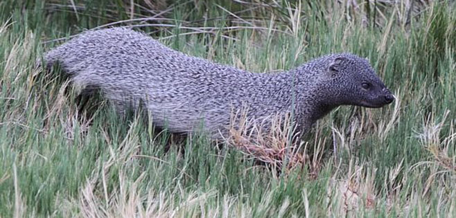 Herpestes ichneumon (Large grey mongoose)