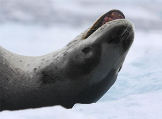 Hydrurga leptonyx (Leopard seal)