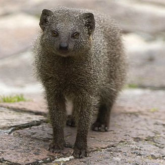 Galerella pulverulenta (Cape grey mongoose, Small grey mongoose)