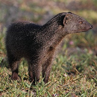 Galerella pulverulenta (Cape grey mongoose, Small grey mongoose)