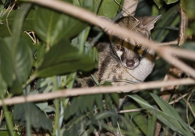 Genetta genetta (Small-spotted genet, Common genet)