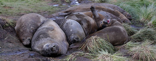Mirounga leonina (Southern elephant seal)