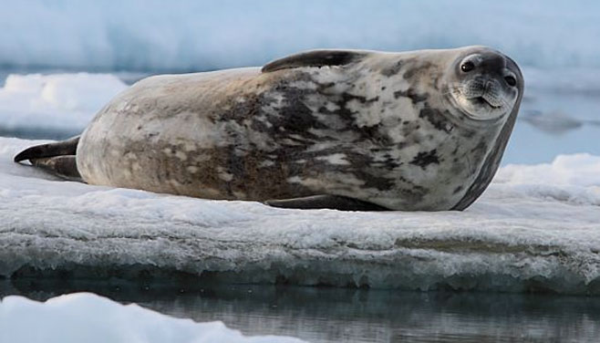 Leptonychotes weddellii (Weddell seal)