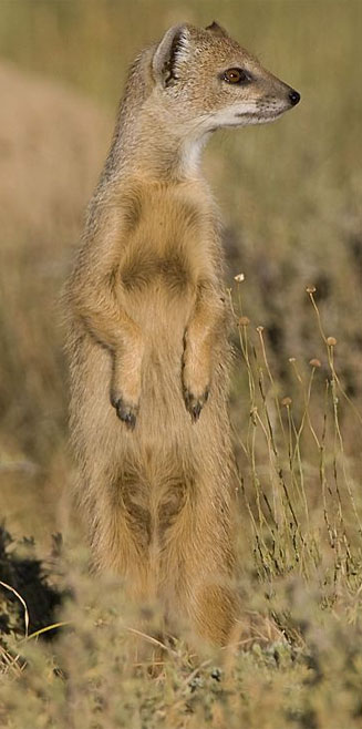 Cynictis penicillata (Yellow mongoose)