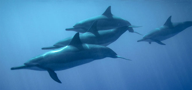 Stenella longirostris (Spinner dolphin)