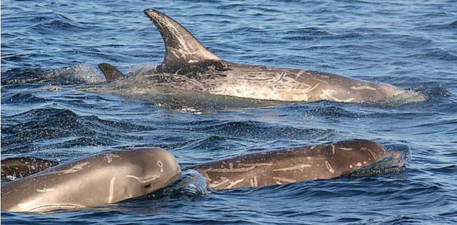 Grampus griseus (Risso's dolphin)