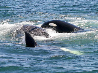 Orcinus orca (Killer whale)