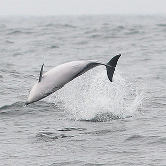Lagenorhynchus obscurus (Dusky dolphin)