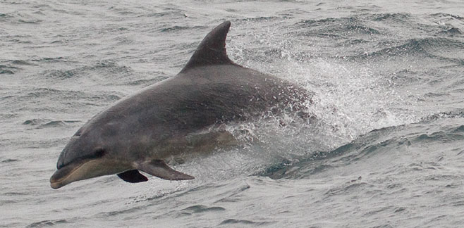 Tursiops truncatus (Bottlenose dolphin)