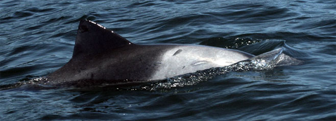 Cephalorhynchus heavisidii (Heaviside's Dolphin)