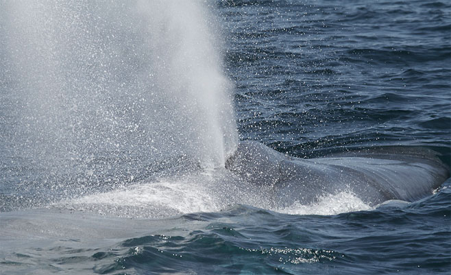 Balaenoptera musculus (Blue whale)