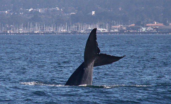Balaenoptera musculus (Blue whale)