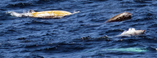 Ziphius cavirostris (Cuvier's beaked whale)