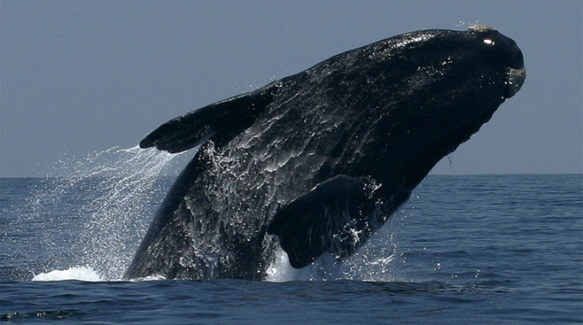 Eubalaena australis (Southern right  whale)