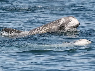 Grampus griseus (Risso's dolphin)