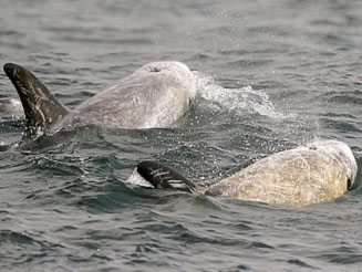 Grampus griseus (Risso's dolphin)