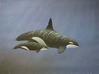 Orcinus orca (Killer whale)