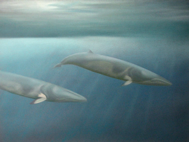 Balaenoptera bonaerensis (Antarctic minke whale)