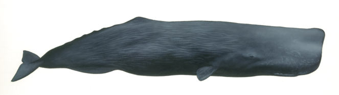 Physeter catodon (Sperm whale)
