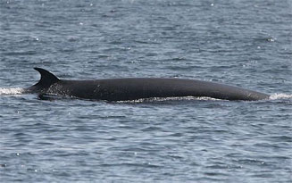 Balaenoptera edeni (Bryde's whale)