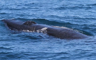 Balaenoptera edeni (Bryde's whale)