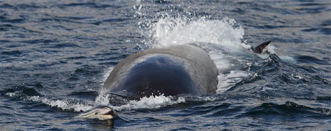 Balaenoptera edeni (Bryde's whale)