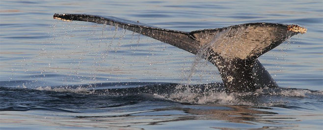 Megaptera novaeangliae (Humpback whale)