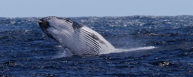 Megaptera novaeangliae (Humpback whale)