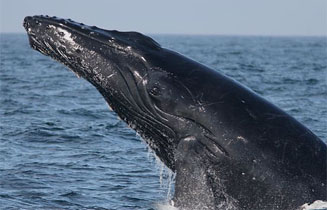Megaptera novaeangliae (Humpback whale)