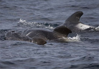 Globicephala melas (Long-finned pilot whale)