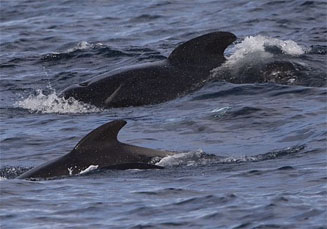 Globicephala melas (Long-finned pilot whale)