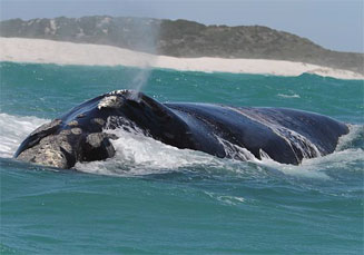Eubalaena australis (Southern right  whale)