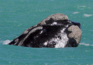 Eubalaena australis (Southern right  whale)