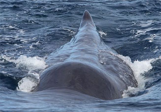 Physeter catodon (Sperm whale)