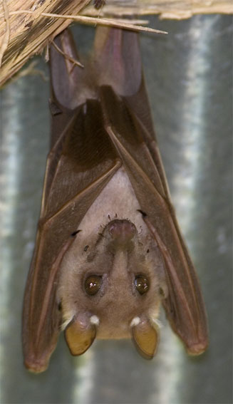 Eidolon helvum (Straw-coloured fruit bat)