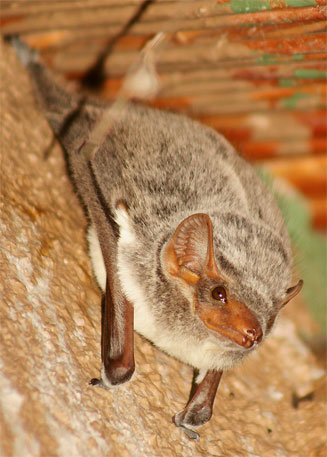 Taphozous perforatus (Egyptian tomb bat)