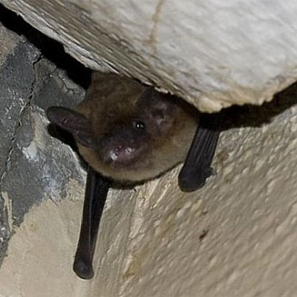 Neoromicia capensis (Cape serotine bat)