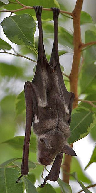 Hipposideros commersoni (Commerson's roundleaf bat)