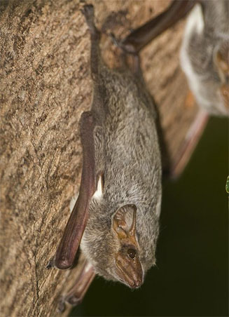 Taphozous mauritianus (Mauritian tomb bat)
