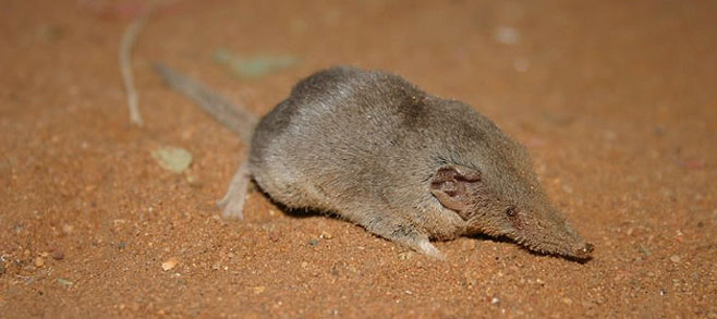 Crocidura cyanea (Reddish-grey musk shrew)