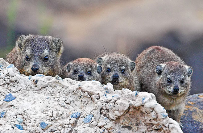 Procavia capensis (Rock hyrax, Dassie)