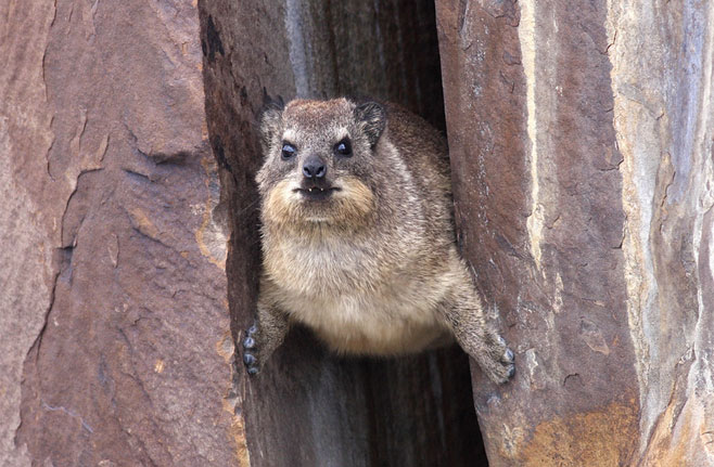 Procavia capensis (Rock hyrax, Dassie)