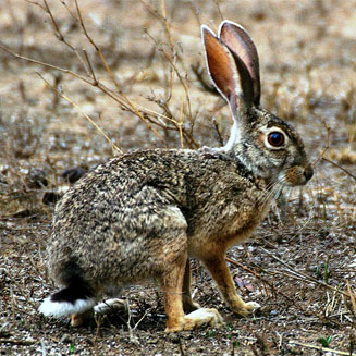Lepus saxatilis (Scrub hare)